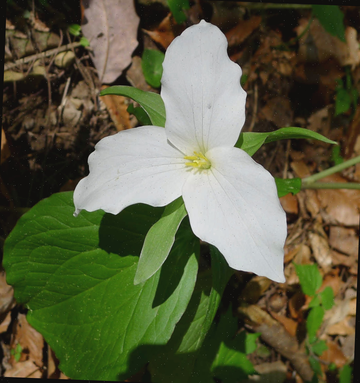 As flores brancas da flor silvestre trillium da primavera em um ambiente de bosque sombreado.