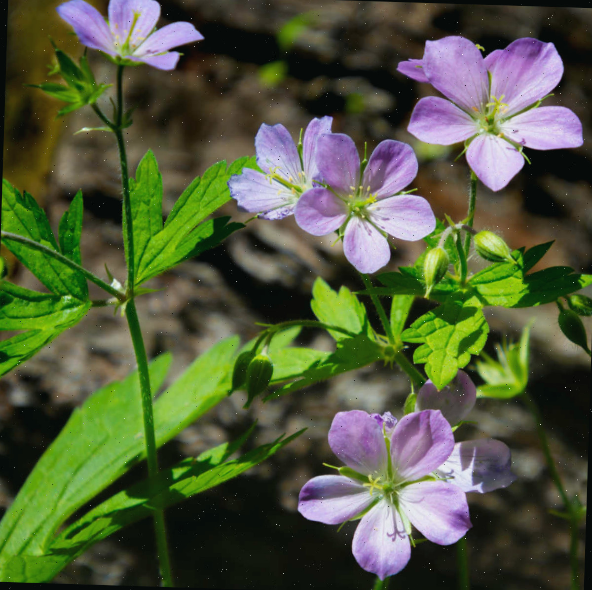 Flores lilás de gerânio silvestre em um cenário sombrio de bosque.