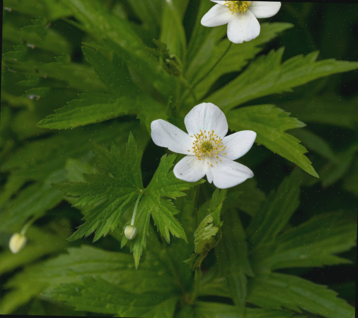 Flores brancas de anêmona-das-matas em um cenário sombrio de bosque.