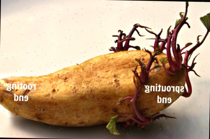 Uma batata-doce já germinada, com as palavras ‘sprouting end’ (extremidade dos brotos) e ‘rooting end’ (extremidade das raízes).