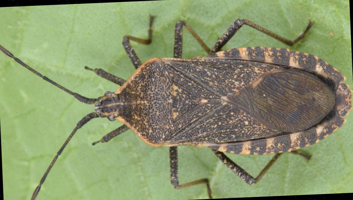 Imagem de um percevejo-da-abóbora (Anasa tristis) em uma folha verde.