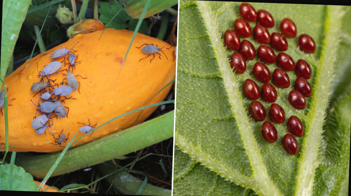 Duas imagens - uma de ovos do percevejo-da-abóbora e outra de ninfas do percevejo-da-abóbora em uma planta de abóbora amarela.