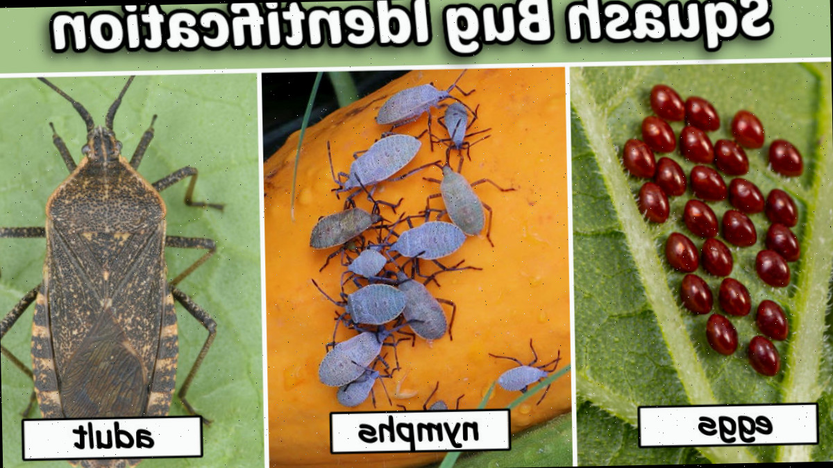 Imagens de ovos, ninfas e adultos do percevejo-da-abóbora.