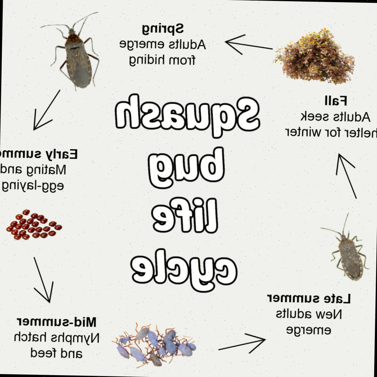 Ciclo de vida do percevejo da abóbora, abrangendo insetos que emergem na primavera, postura de ovos, estágio de ninfa, adultos maduros e hibernação em restos do jardim.