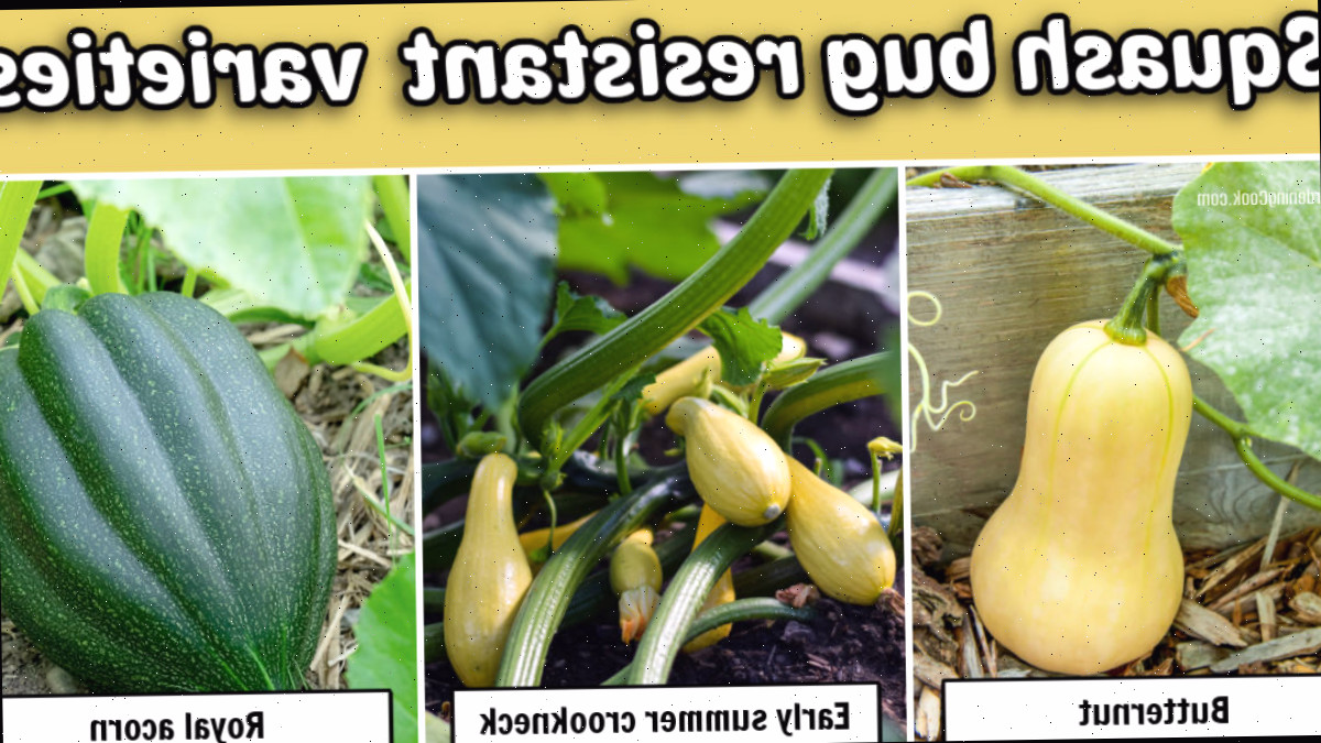 Variedades de abóbora resistentes a besouros da abóbora incluem butternut, crookneck de verão precoce e Royal acorn.
