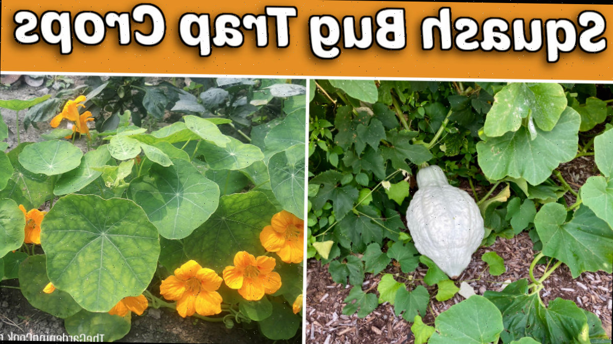 Culturas armadilha para insetos da abóbora incluem abóbora Blue Hubbard e capuchinhas.