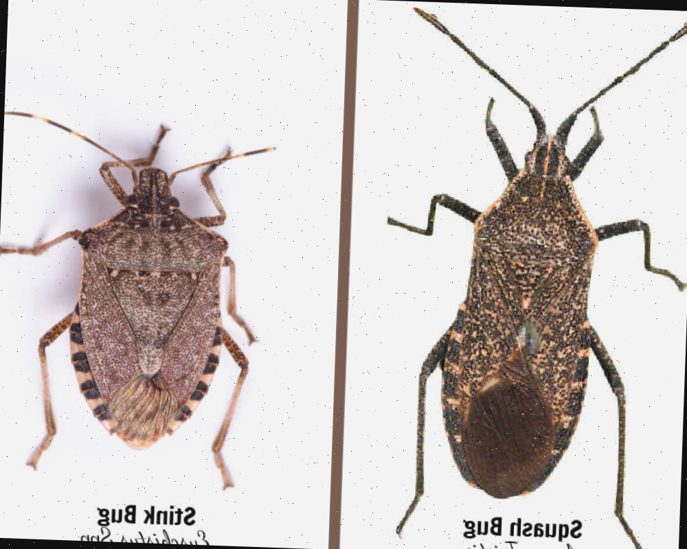 Foto de percevejo-da-abóbora vs percevejo-fedorento (Anasa tristis vs Euschistus spp), mostrando semelhanças e diferenças.