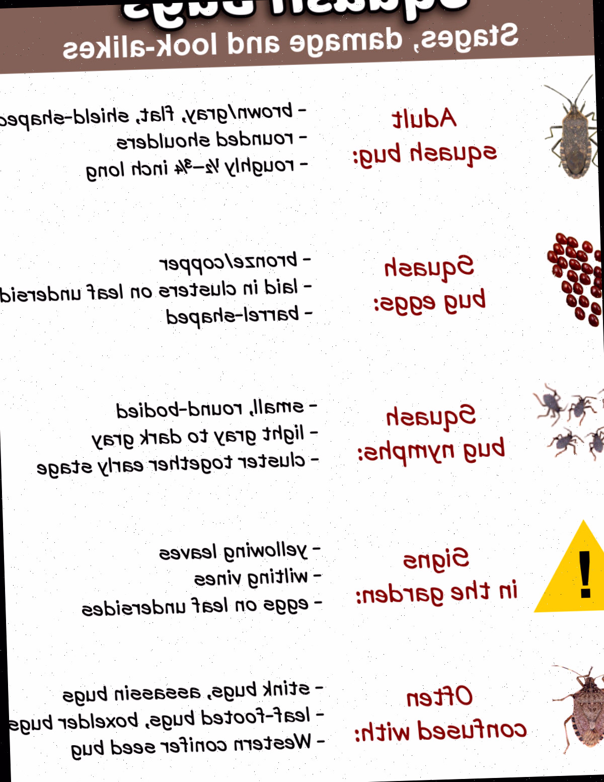 Uma versão para impressão do percevejo-da-abóbora em formato JPG descrevendo fases do ciclo de vida, danos e semelhanças.