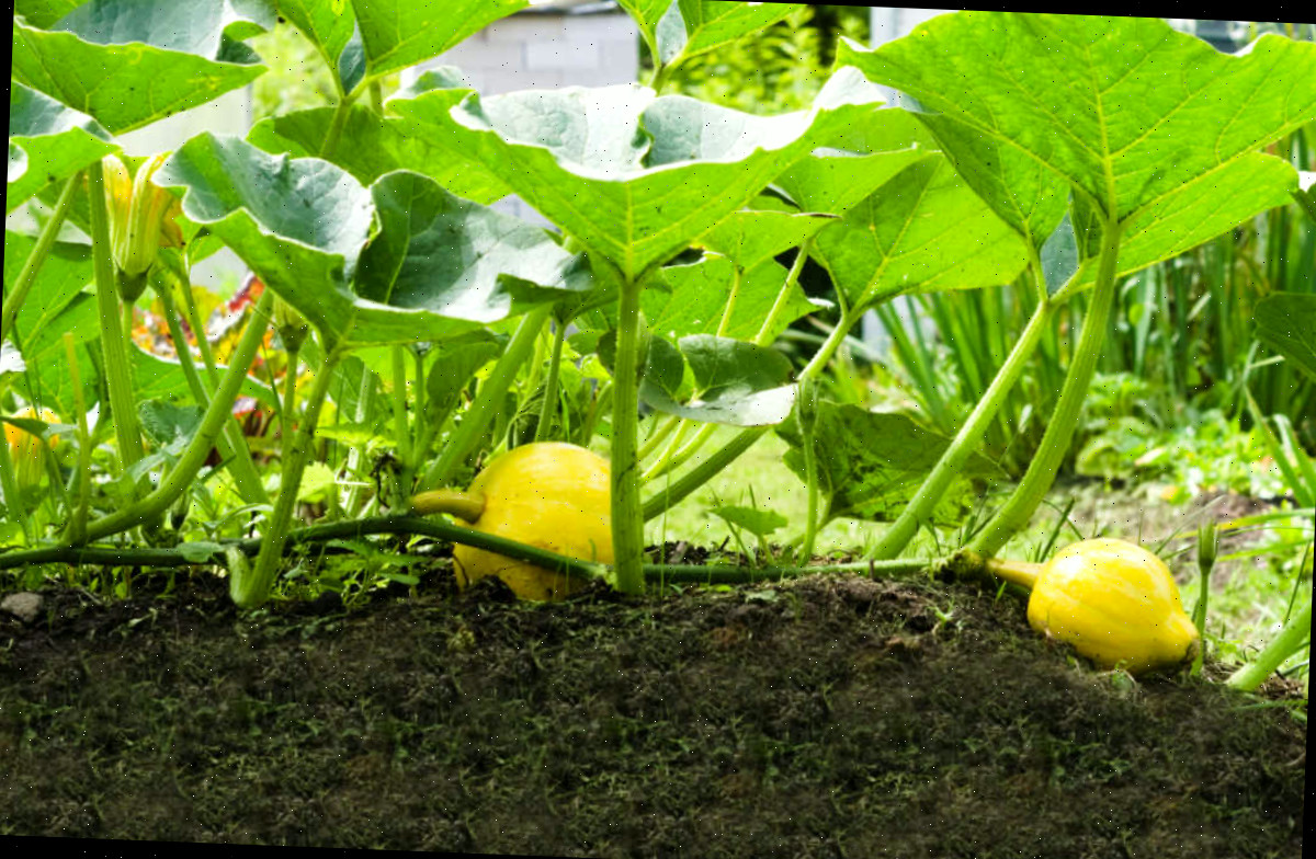 Planta de abóbora crescendo sem cobertura perto da coroa.