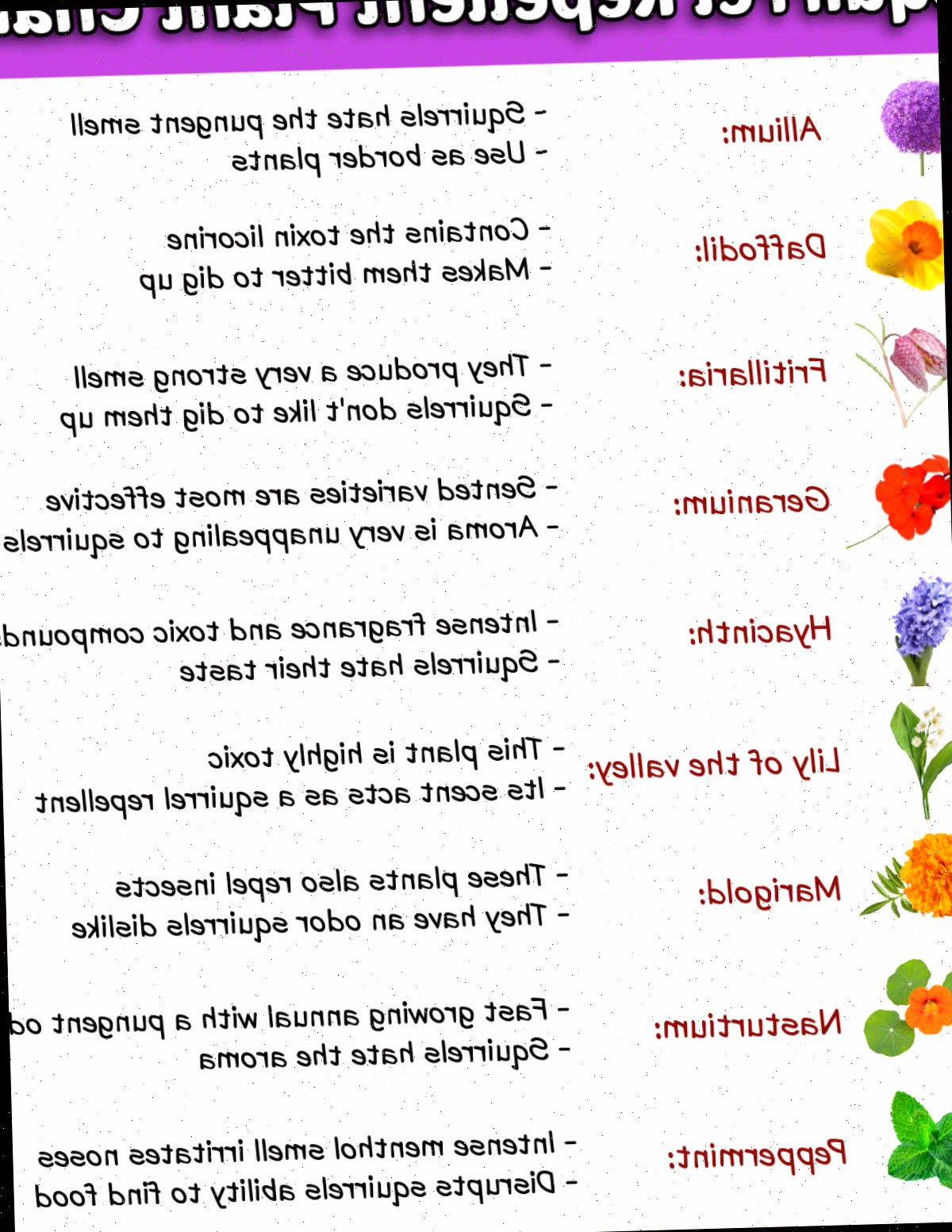 Uma imagem exibindo fotos de flores com suas denominações e razões pelas quais afastam esquilos.