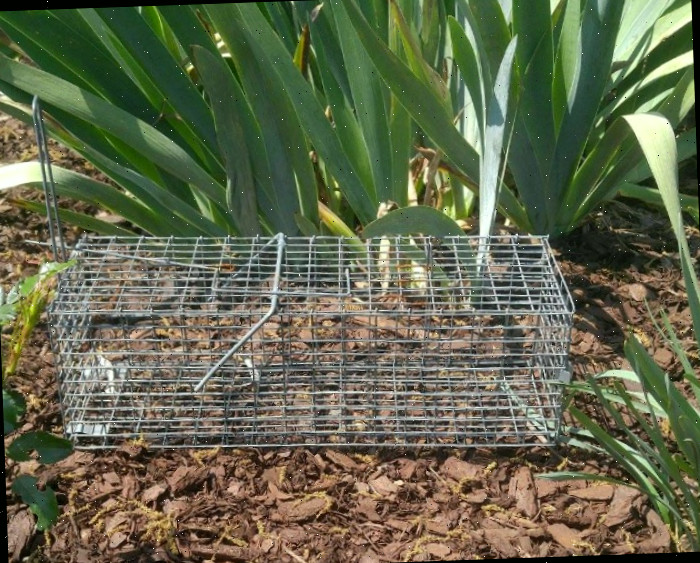 Capture esquilos de maneira humanitária e transporte-os para outra região Armadilha para esquilos no jardim junto a algumas folhas de íris.