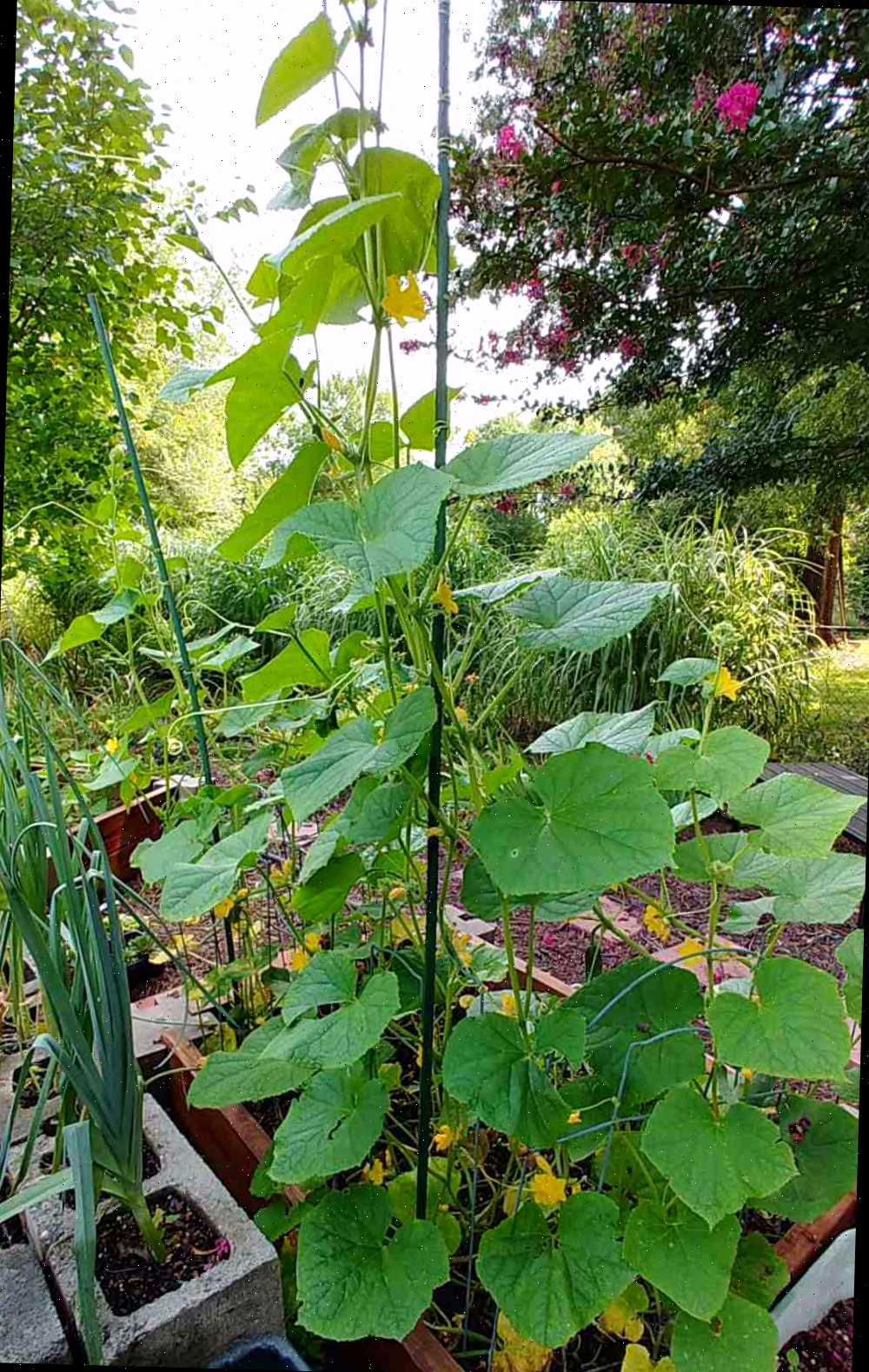 Sustentando plantas de pepino com um poste verde de plástico.