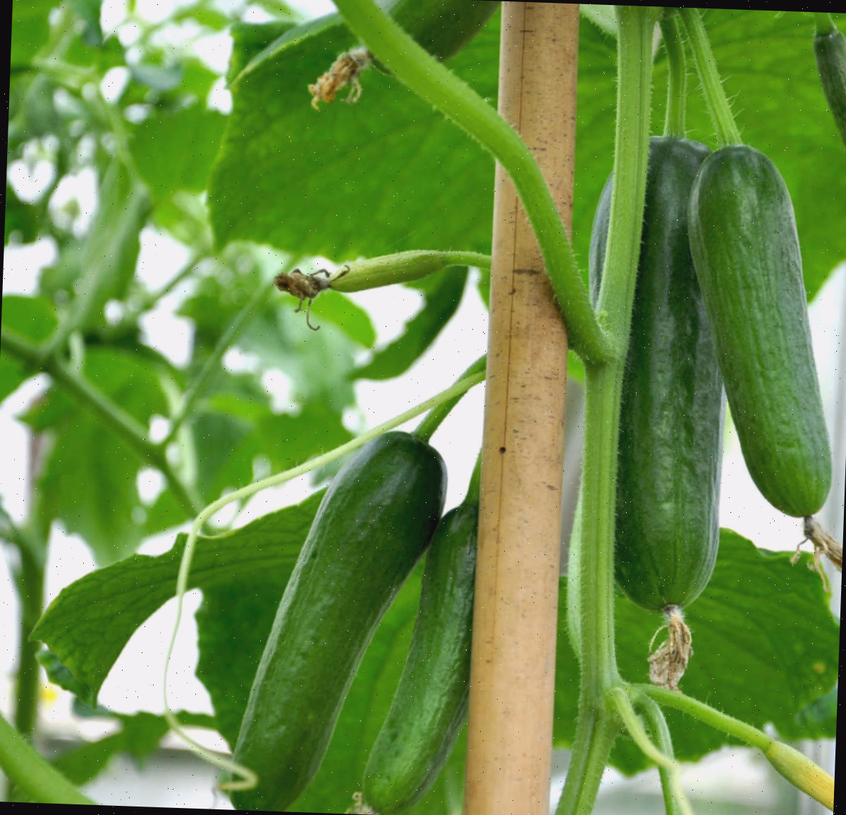 Estacar plantas de pepino a uma estaca de madeira em um jardim.