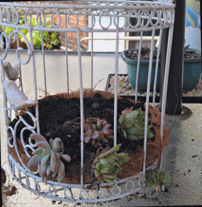 Uma gaiola aberta sobre uma mesa coberta com fibra de coco e terra. As plantas suculentas estão deitadas no substrato e emergindo pela lateral da gaiola.