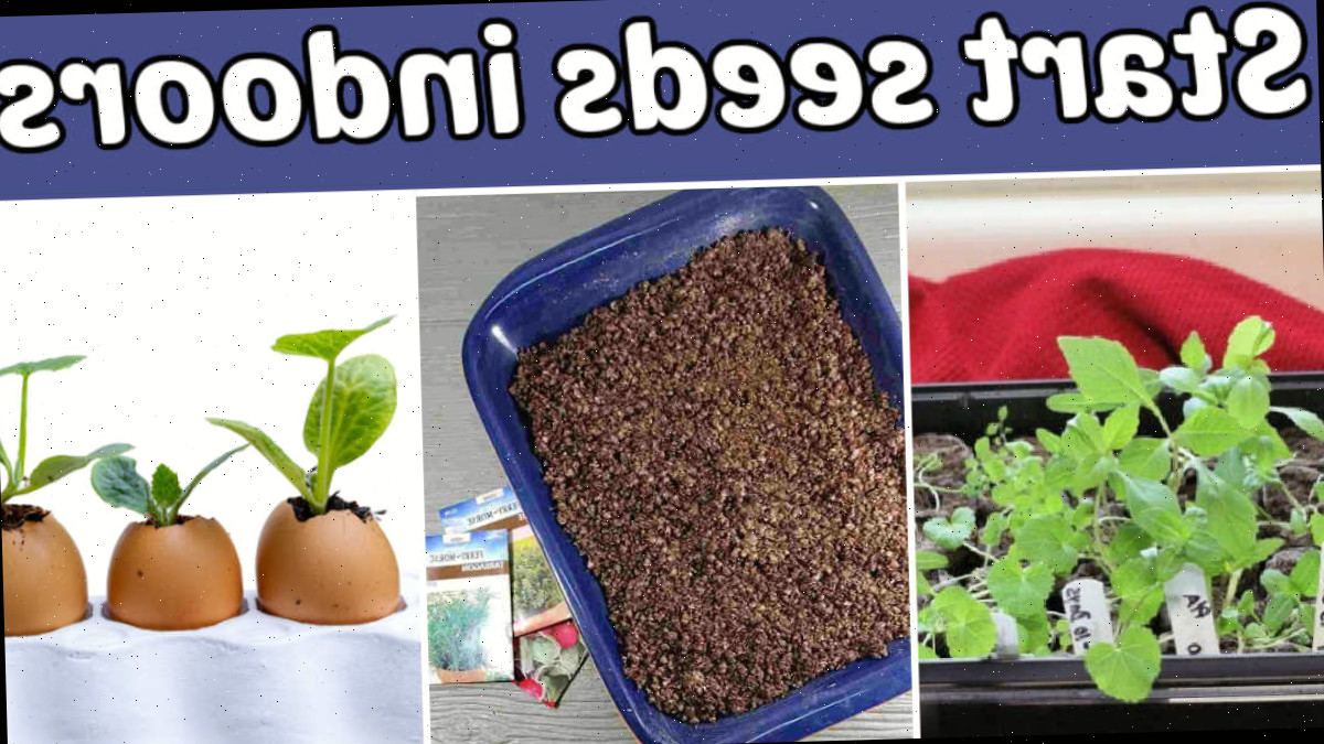 Iniciando sementes em ambiente interno no início da primavera com mistura para vasos e ideias de recipientes.