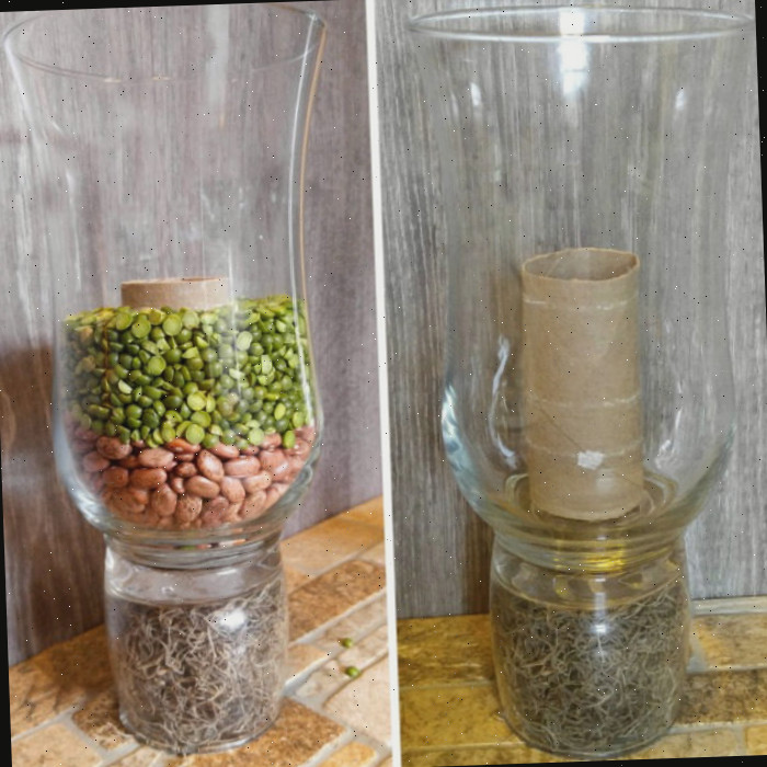 Preenchendo a lâmpada furacão com grãos e a base com musgo Suporte para vela furacão DIY com musgo na base e um suporte de papel higiênico rodeado por grãos e ervilhas secas no copo superior.