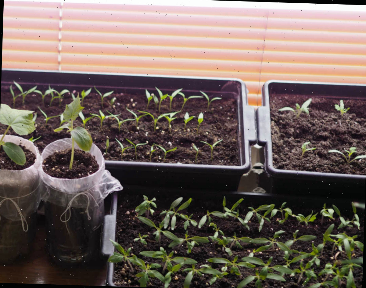 Vasos e bandejas de sementes crescendo em ambiente interno sob luzes de cultivo LED.