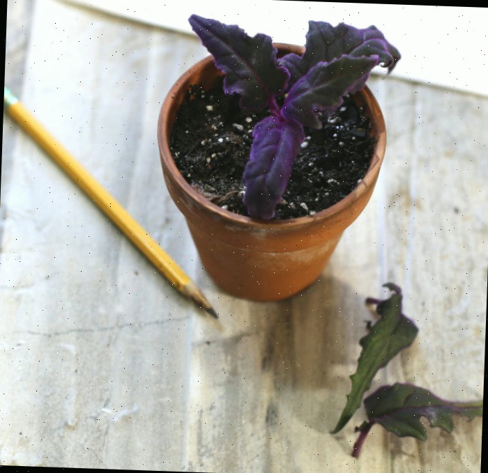Estaca de caule de uma planta purple passion no substrato.