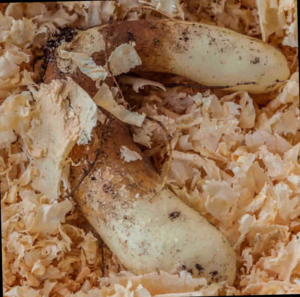 Tubérculos de gloriosa rothschildiana em serragem para o inverno.
