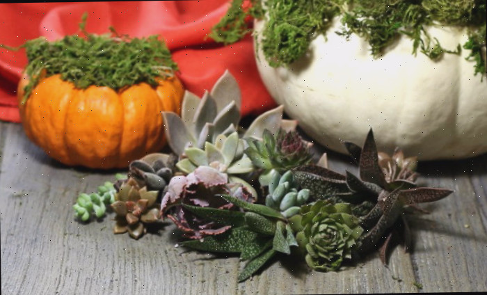 variedade de suculentas e abóboras plantas-bebê suculentas