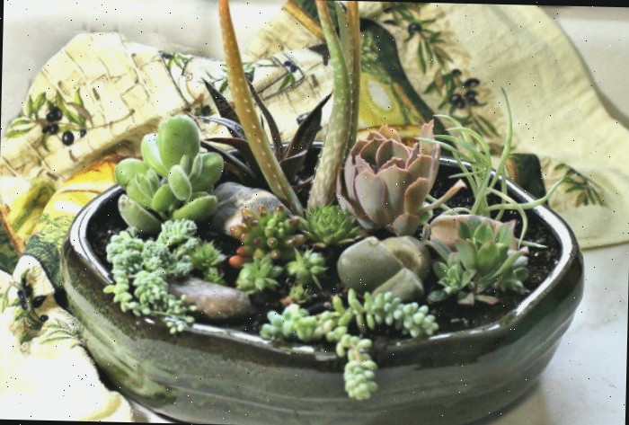 Plantador de suculentas finalizado Arranjo de suculentas.