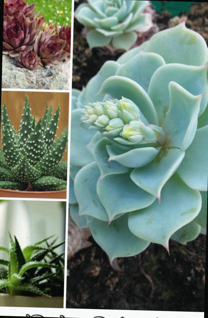 Echeveria, haworthia e sedum colagem com as palavras suculentas para plantadores de abóbora Todas essas suculentas (e mais) podem ser utilizadas para plantadores de abóbora