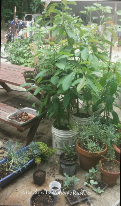 Abacates apreciam sol. Um pequeno jardim com abacates e outras plantas crescendo em recipientes ao lado de uma mesa de piquenique.