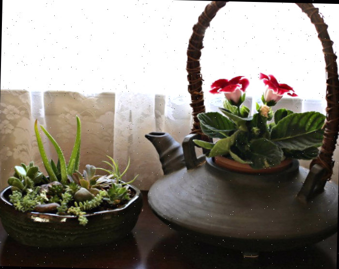 gloxínia e plantador de suculentas Plantas em um vaso em uma janela ensolarada