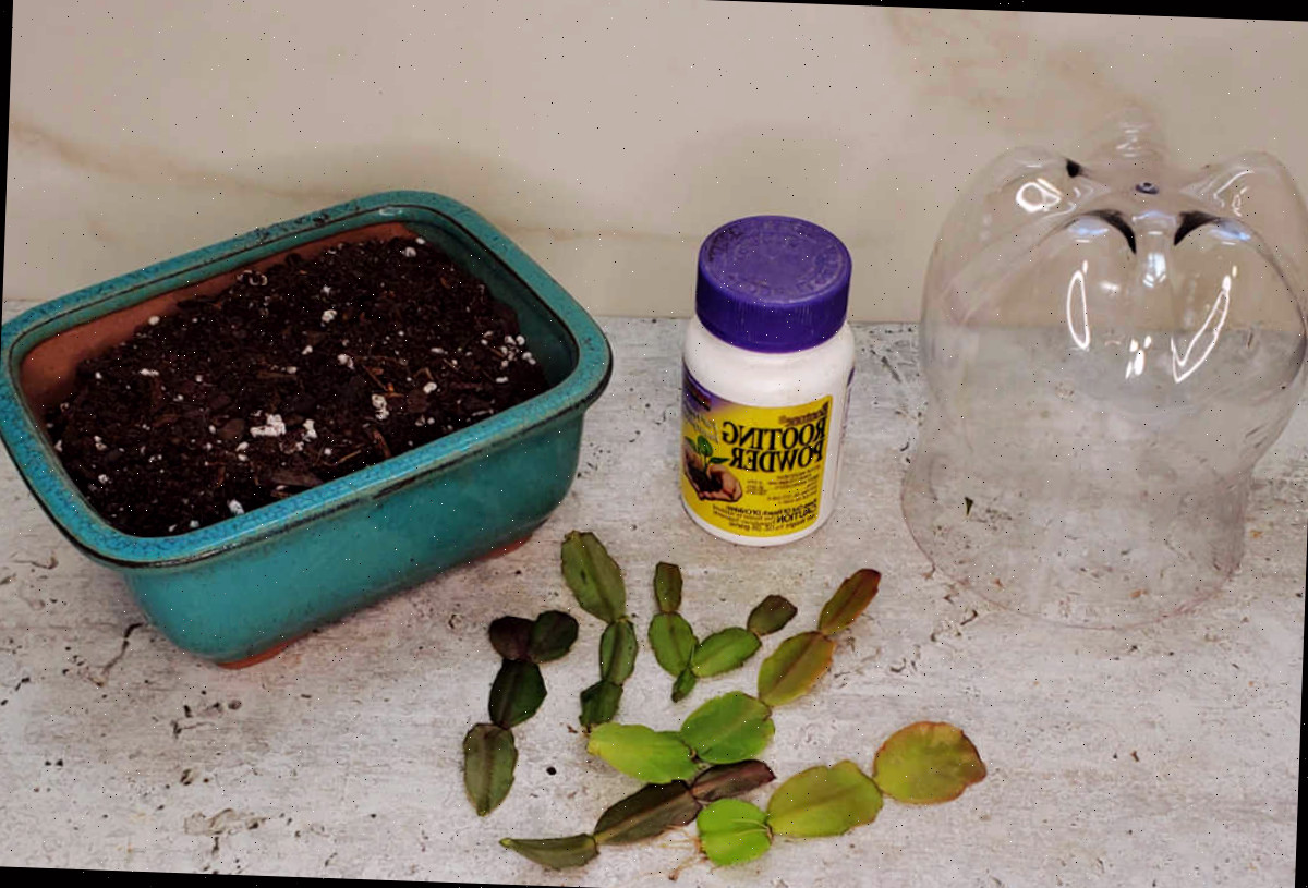 Separe seus materiais Materiais para a propagação do cacto de Natal, incluindo uma garrafa de plástico, pó enraizador, brotos de caule e um vaso com terra em uma bancada.