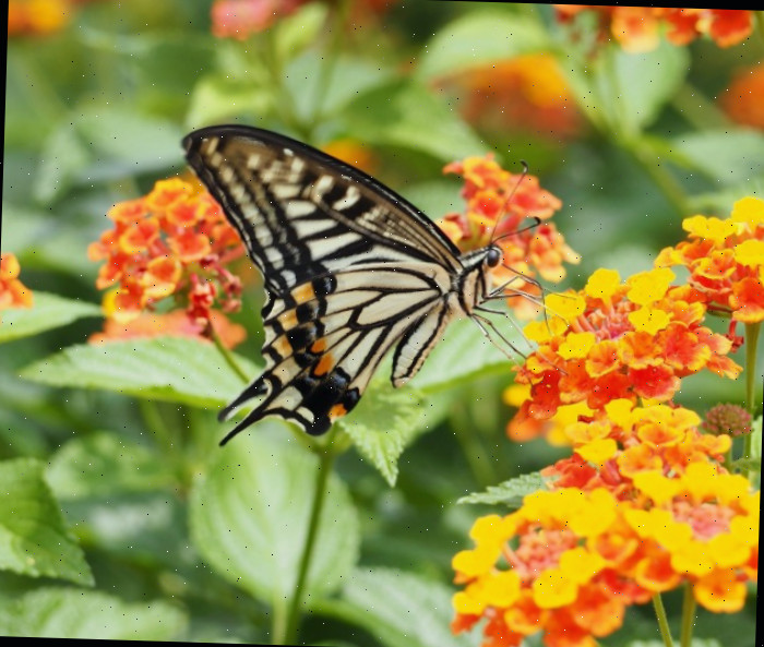 Lantana e borboleta-rabo-de-andorinha.
