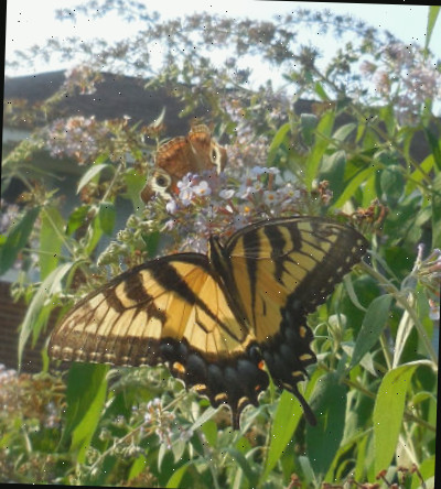 Borboleta-rabo-de-andorinha em uma buddleia.