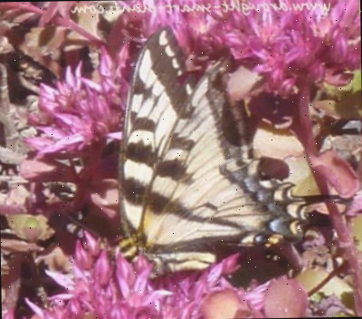 As borboletas-rabo-de-andorinha adoram Sedum spurium “sangue do dragão” em droughtsmartplants.com.