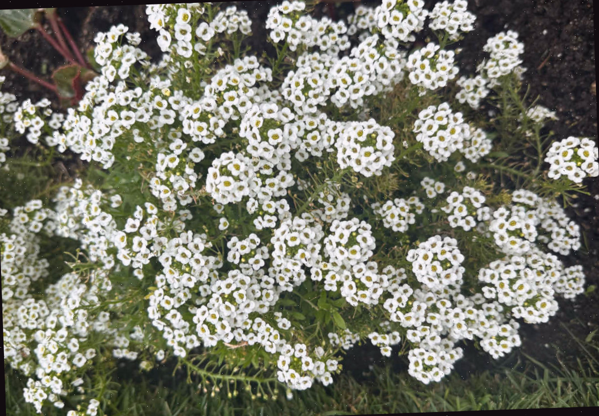 Flores brancas do alyssum-doce em plena floração em um canteiro.