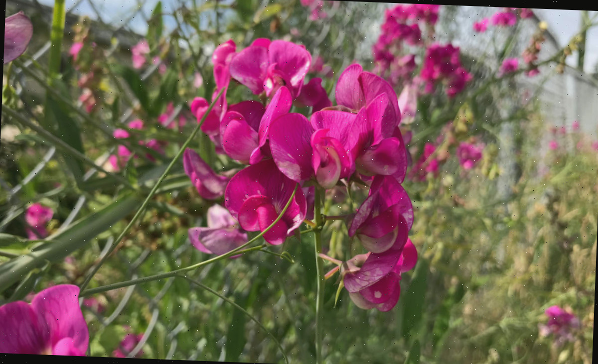 Flores de uma trepadeira de ervilha-de-cheiro utilizadas para privacidade em uma cerca.