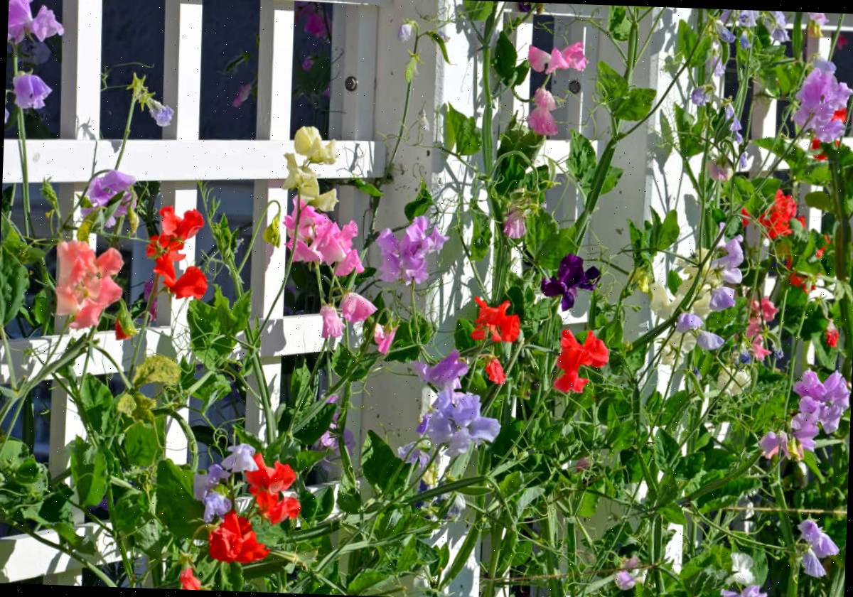 Trepadeiras coloridas de ervilha-de-cheiro subindo em uma treliça branca em um jardim cottage.
