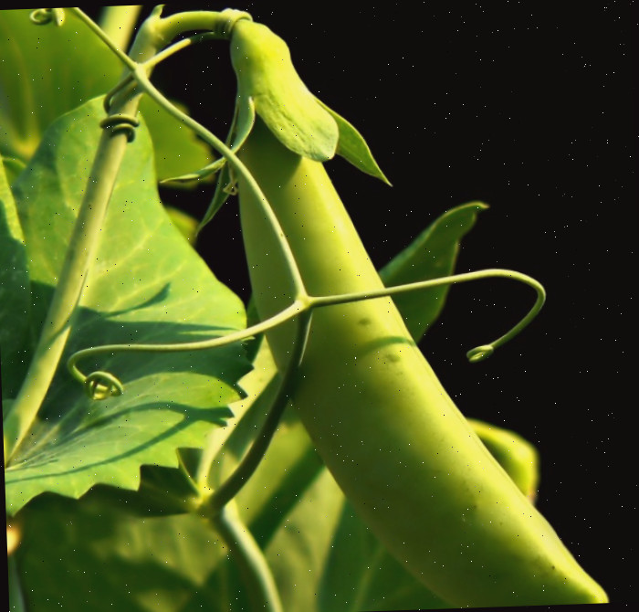Planta de ervilha com tentáculos e folhas em um fundo preto.