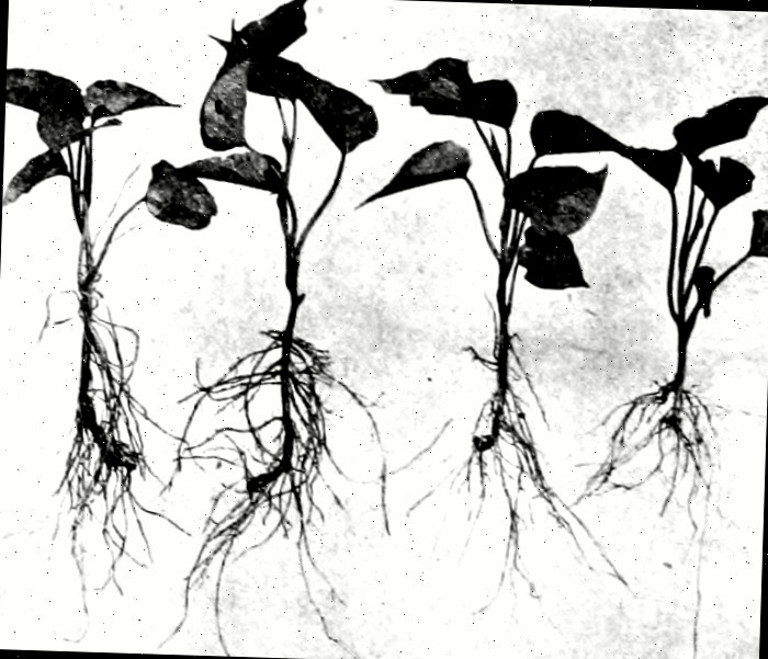 Um esboço em preto e branco de um livro ilustrando as brotações de batata-doce com raízes crescendo.