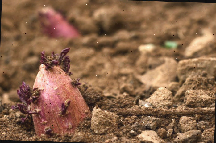 Uma batata-doce inteira semeada na terra com brotos emergindo da batata.
