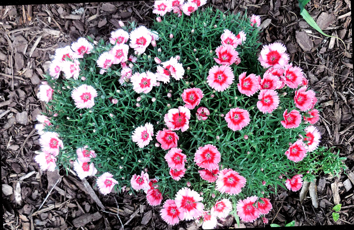 Um aglomerado de flores de cravo-de-defunto cercado por cobertura morta em um jardim.