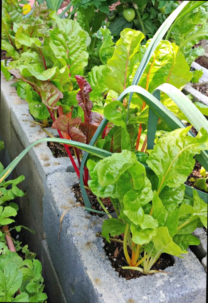 Plantas de acelga em canteiros de blocos de cimento Acelga em uma cama de jardim de blocos de cimento.