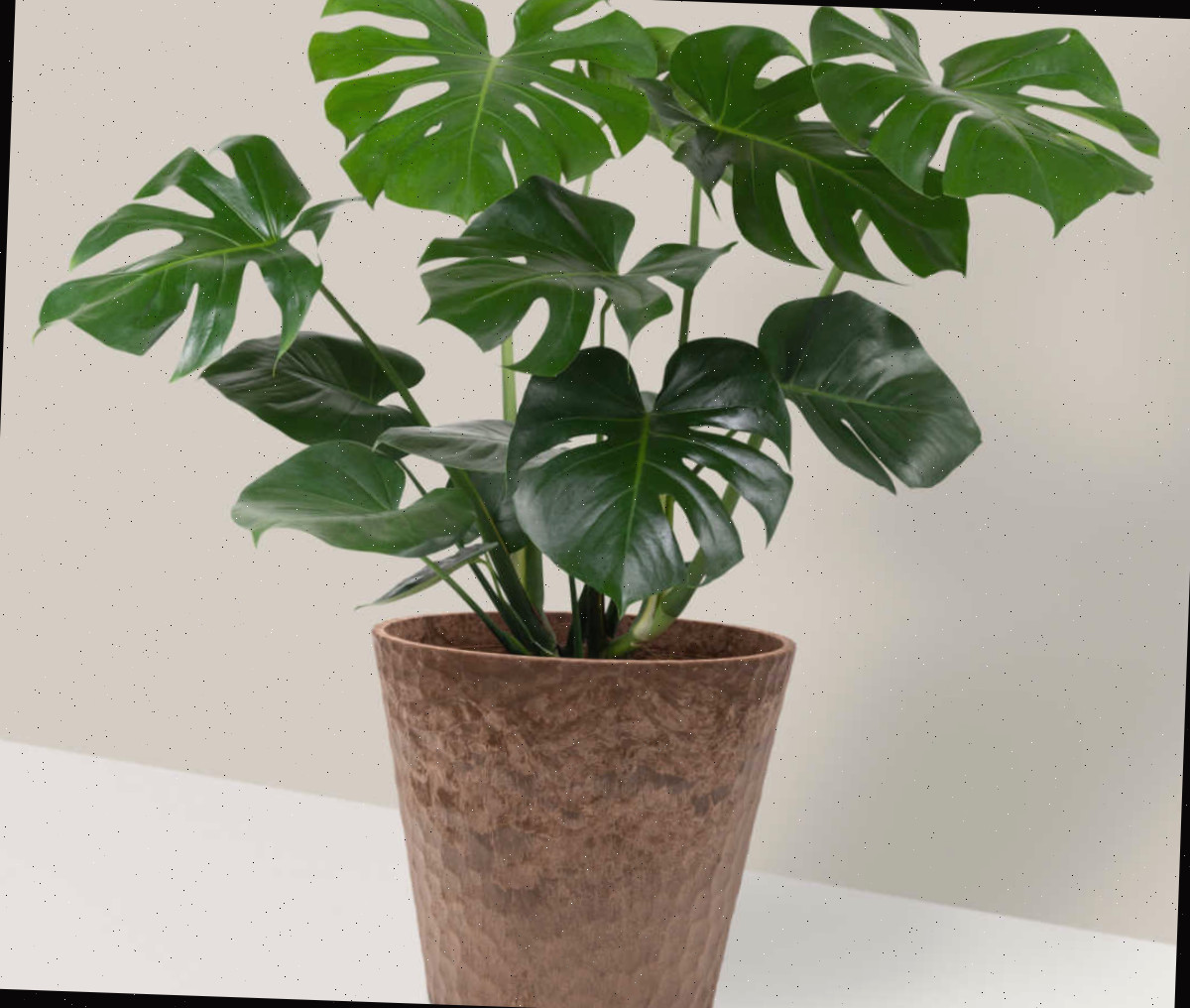 Planta queijo-suíço em um vaso marrom - essa planta não se importa com pouca luz.