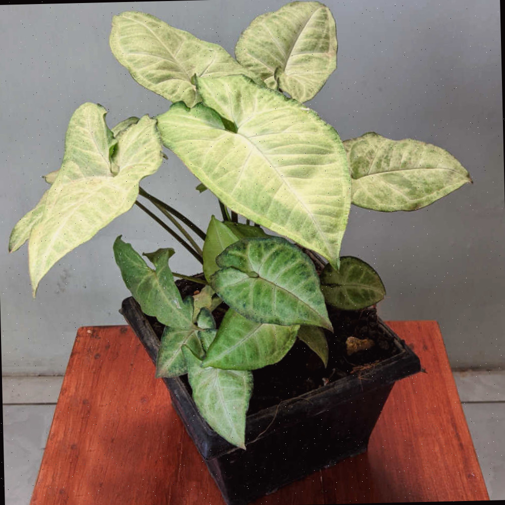 Cuidados com a Planta Sete-Léguas - Dicas para Cultivar Syngonium Podophyllum