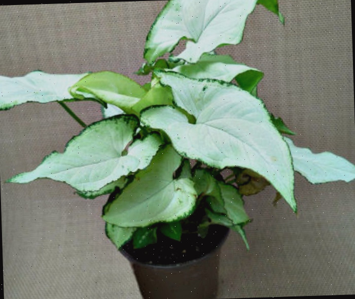 Syngonium de Alusão Exótica