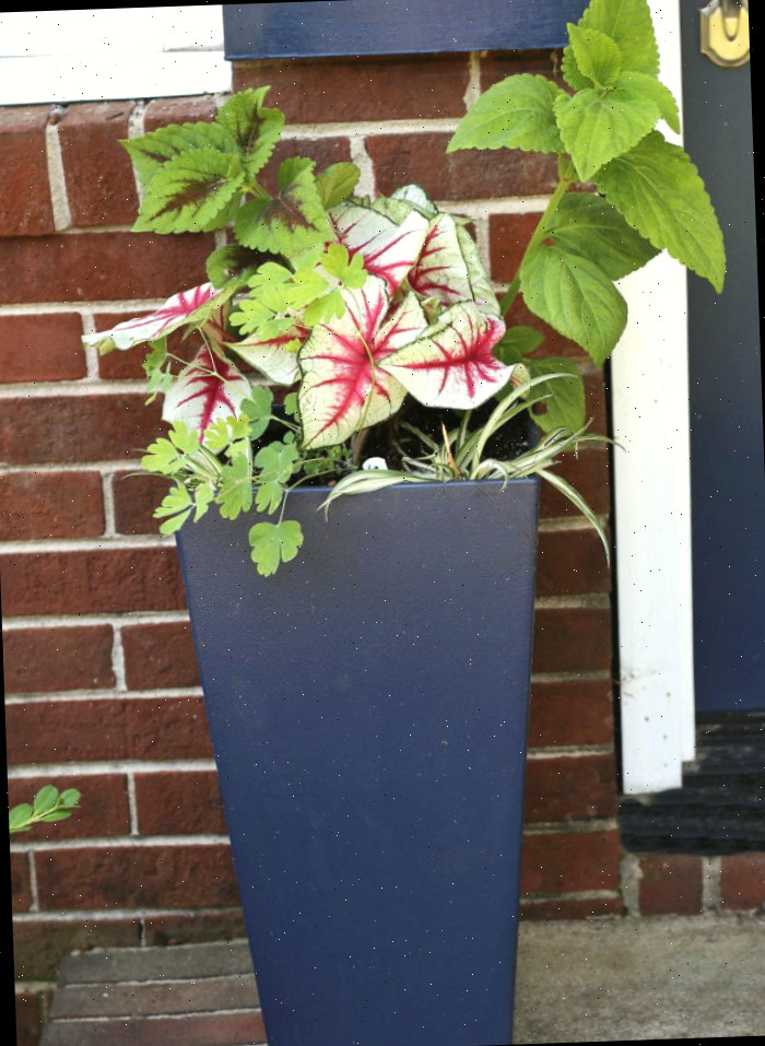 Jardineira azul alta com coleus, caládios, columbine e plantas aranha Jardineira azul alta com coleus, caládios, columbine e plantas aranha
