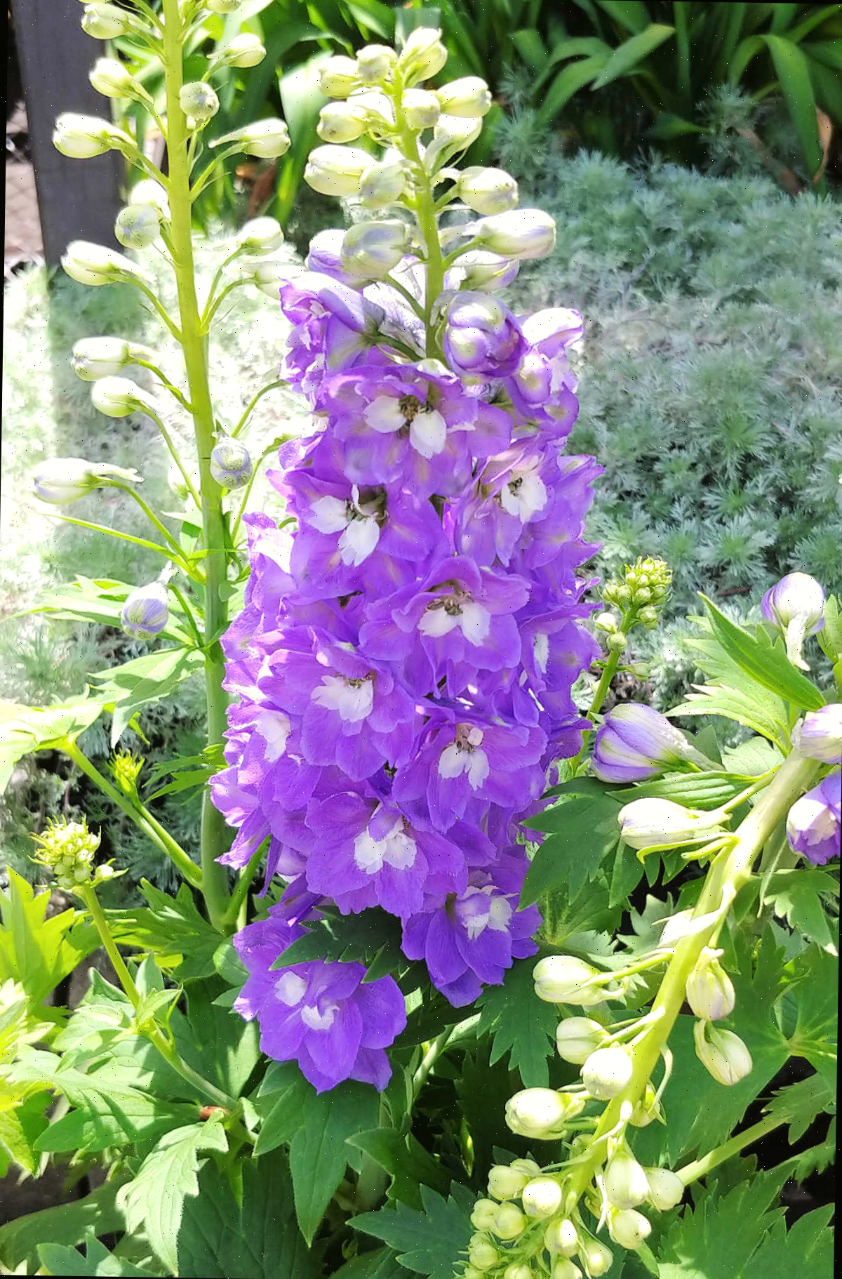 Delphiniums roxos altos em flor em um jardim.
