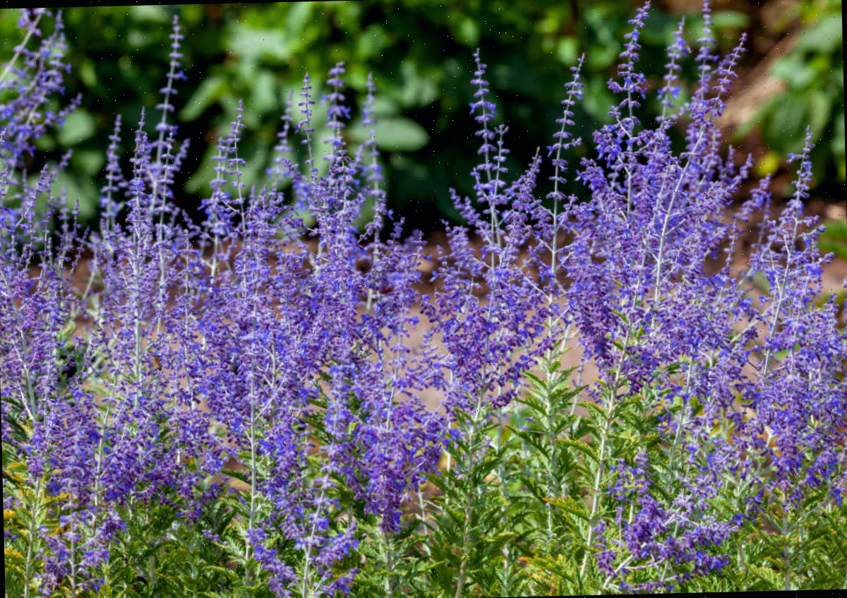 Flores altas de salva-russa lavanda em um campo.