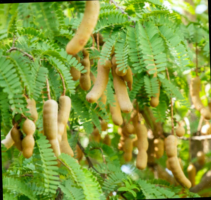 Vagens de tamarindo em uma árvore.