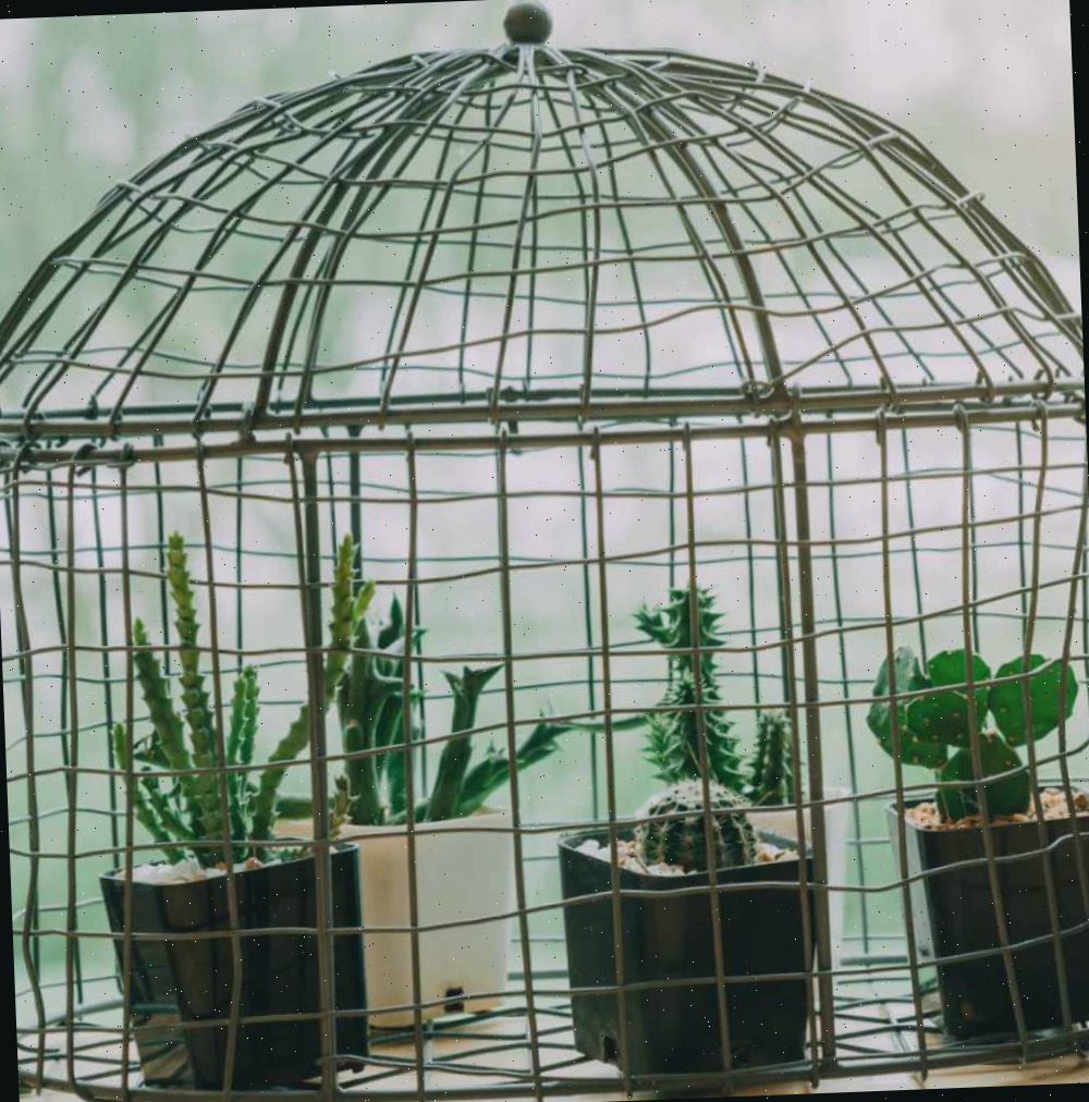 planta de cacto estufa. Vaso de gaiola de pássaro estufa para plantas de cacto.