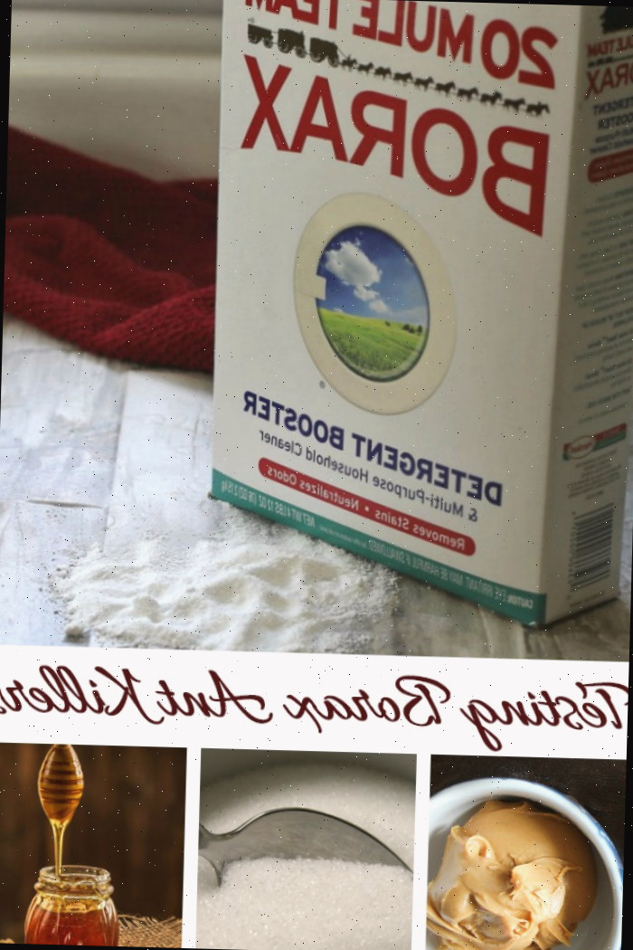 Testando iscas de veneno para formigas com bórax: açúcar de confeiteiro, pasta de amendoim, açúcar cristalizado e mel misturados com Bórax da equipe de 20 mulas.