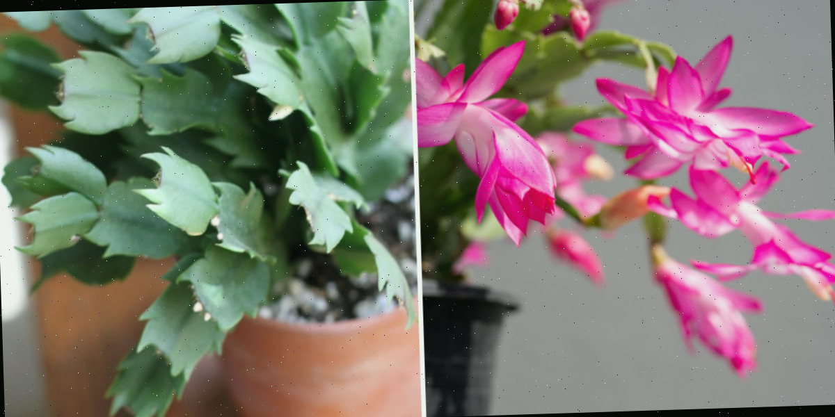 Flores e folhagem do cacto de inverno Uma colagem mostrando um close das flores e folhagens do cacto de Ação de Graças (Schlumbergera truncata.)